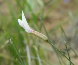 Astragalus ucrainicus