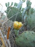 Opuntia engelmannii подвид lindheimeri. Цветок. Южный берег Крыма, р-н пгт Партенит, мыс Плака. 20 июня 2012 г.