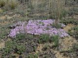 Astragalus ammodytes