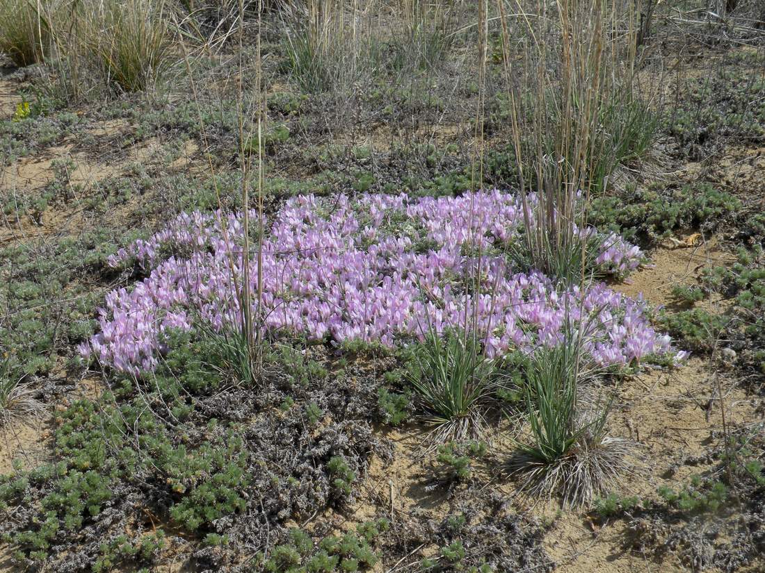 Image of Astragalus ammodytes specimen.