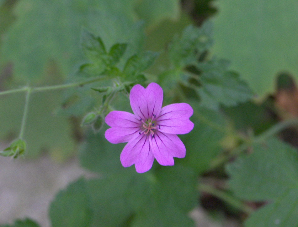 Изображение особи Geranium gracile.