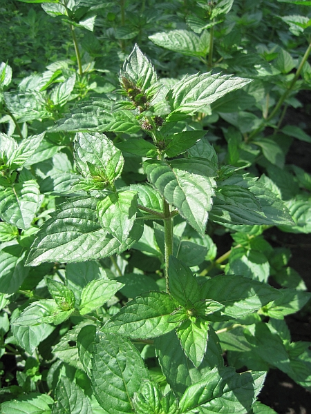 Image of Mentha &times; gracilis specimen.