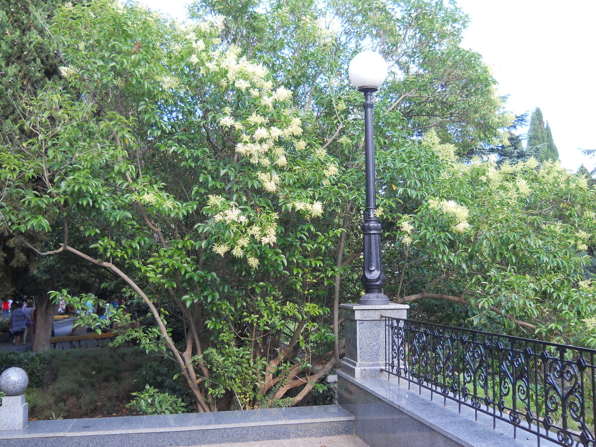 Изображение особи Ligustrum lucidum.