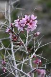 Amygdalus spinosissima. Ветвь с цветками. Южный Казахстан, правый берег каньона Машат. 14.04.2012.
