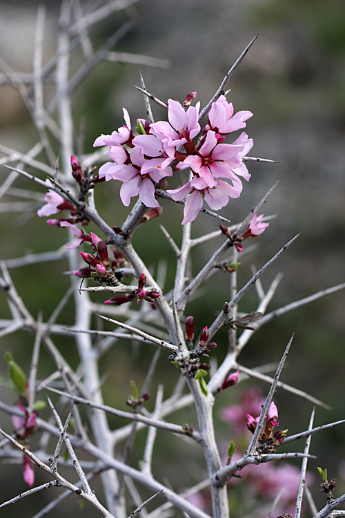 Изображение особи Amygdalus spinosissima.