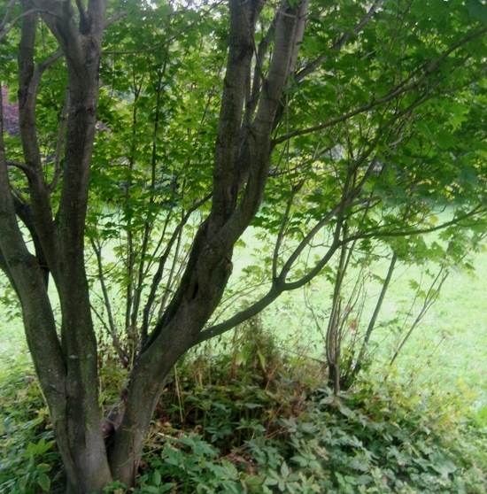 Image of Acer circinatum specimen.