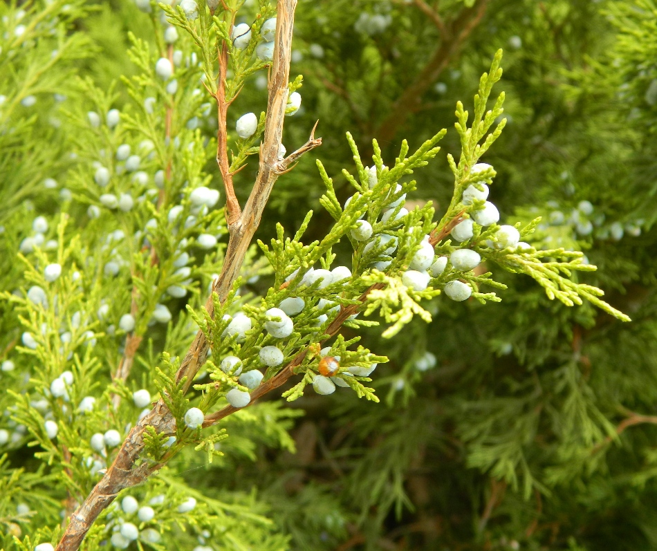 Изображение особи Juniperus sabina.