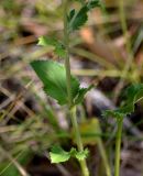 Eryngium planum