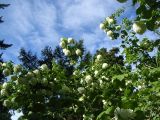 Viburnum opulus f. roseum