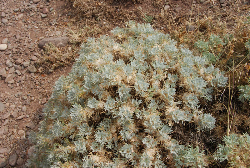 Изображение особи Astragalus arnacantha.