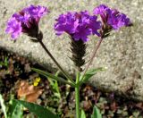 Verbena rigida. Соцветие. Венгрия, Хевеш, г. Эгер, цветник по верху высокого бордюра между набережной и долиной ручья Эгер. 11.09.2012.