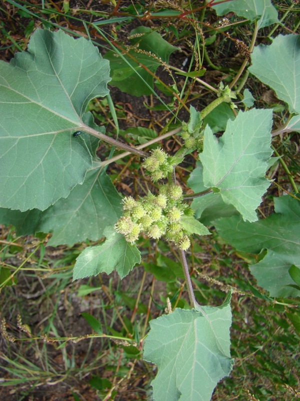 Image of Xanthium orientale specimen.