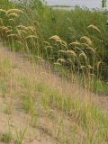 Calamagrostis epigeios