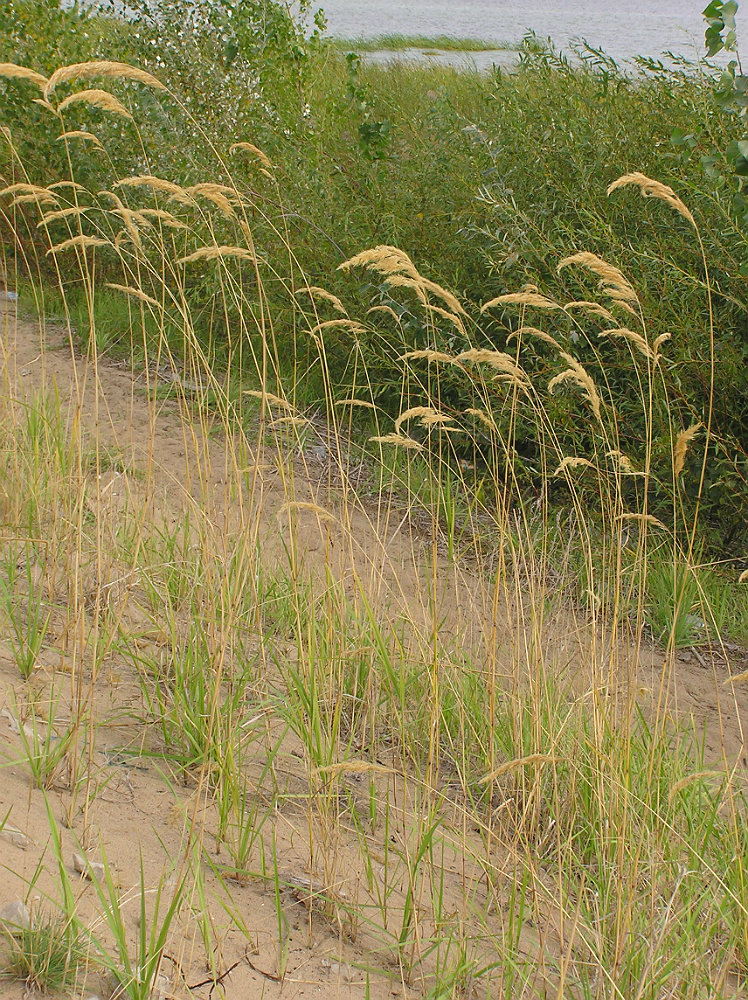 Изображение особи Calamagrostis epigeios.