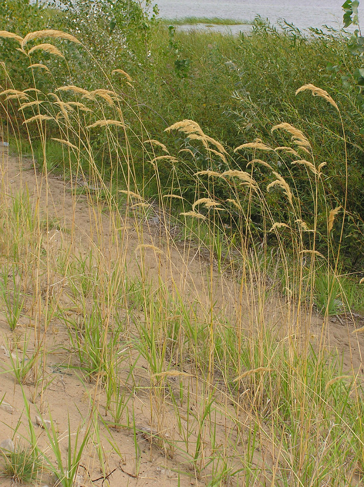 Изображение особи Calamagrostis epigeios.