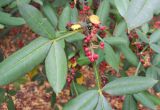 Zanthoxylum alatum var. planispinum