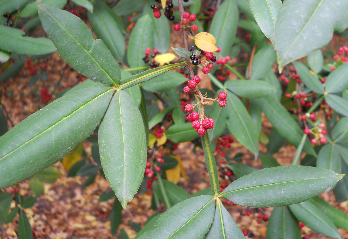 Изображение особи Zanthoxylum alatum var. planispinum.