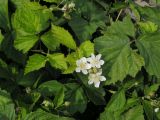 Rubus caesius