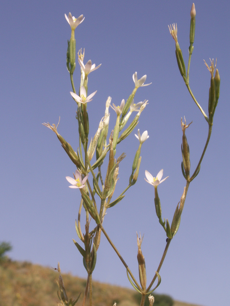 Изображение особи Centaurium meyeri.