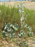 Eryngium maritimum