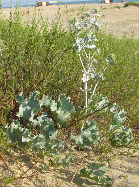 Изображение особи Eryngium maritimum.