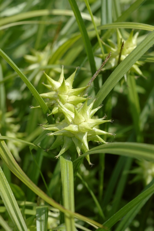 Image of Carex grayi specimen.