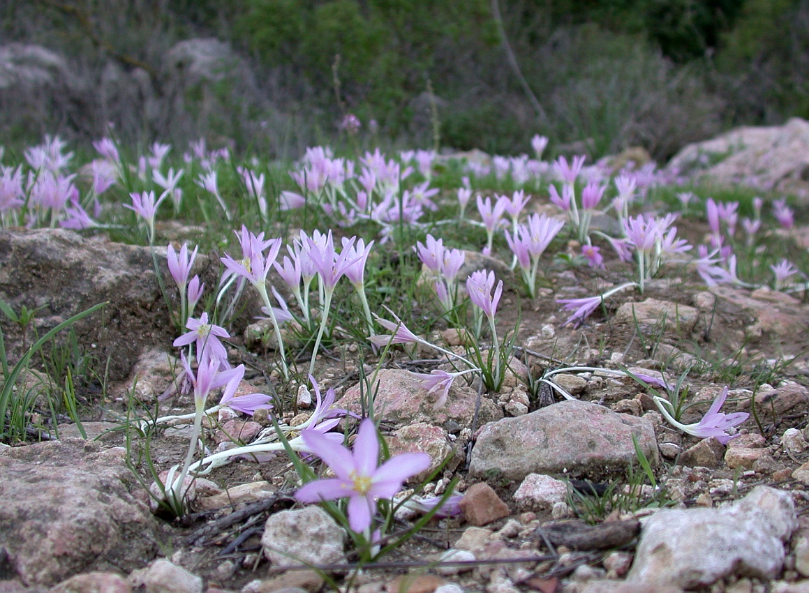 Image of Colchicum stevenii specimen.