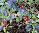 Solanum dulcamara