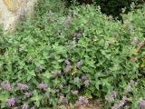 genus Nepeta. Цветущие растения. Германия, земля Саксония-Анхальт, г. Кведлинбург. 06.07.2012.