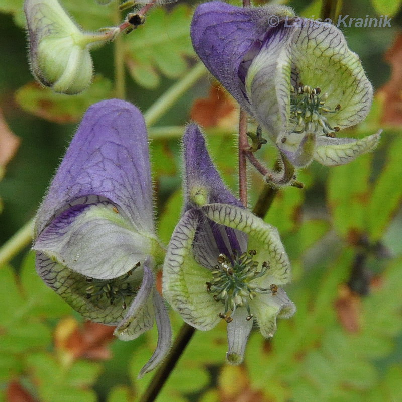 Image of Aconitum stoloniferum specimen.