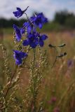 Delphinium grandiflorum. Соцветие. Республика Бурятия, Баунтовский эвенкийский район, окр. пос. Северный, долина р. Мал. Амалат, луг. 22.07.2008.