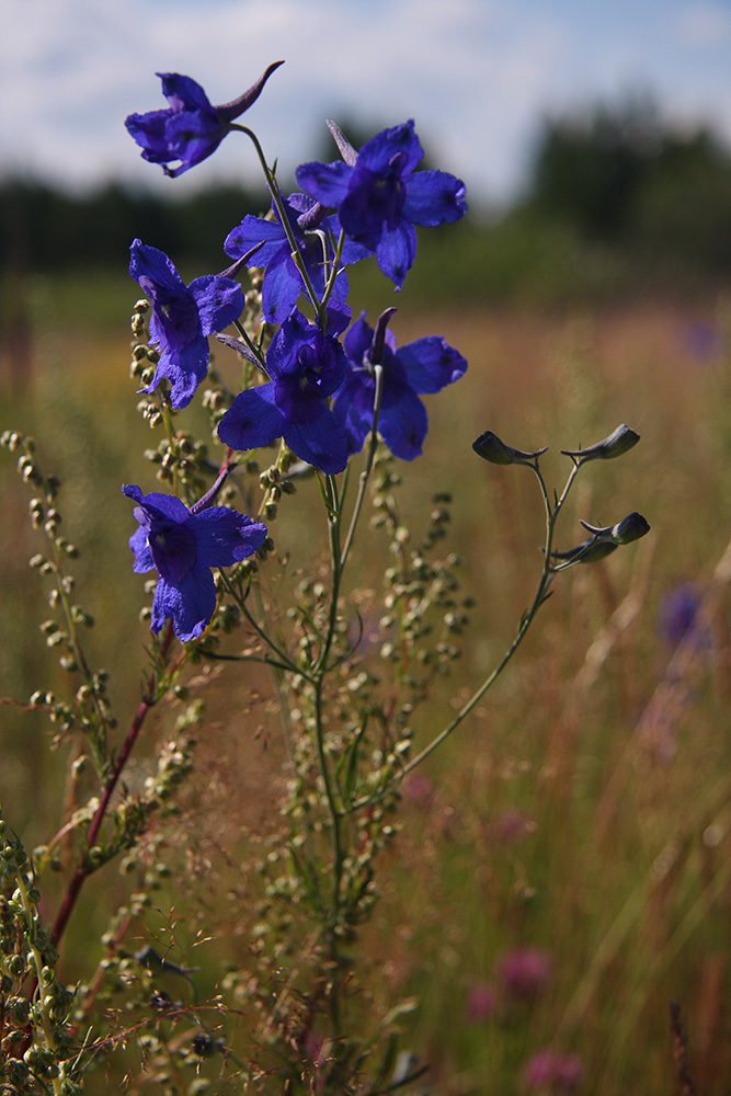 Image of Delphinium grandiflorum specimen.