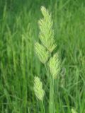Dactylis glomerata. Соцветие. Украина, г. Запорожье, пос. Солнечный, балка. 19.05.2011.