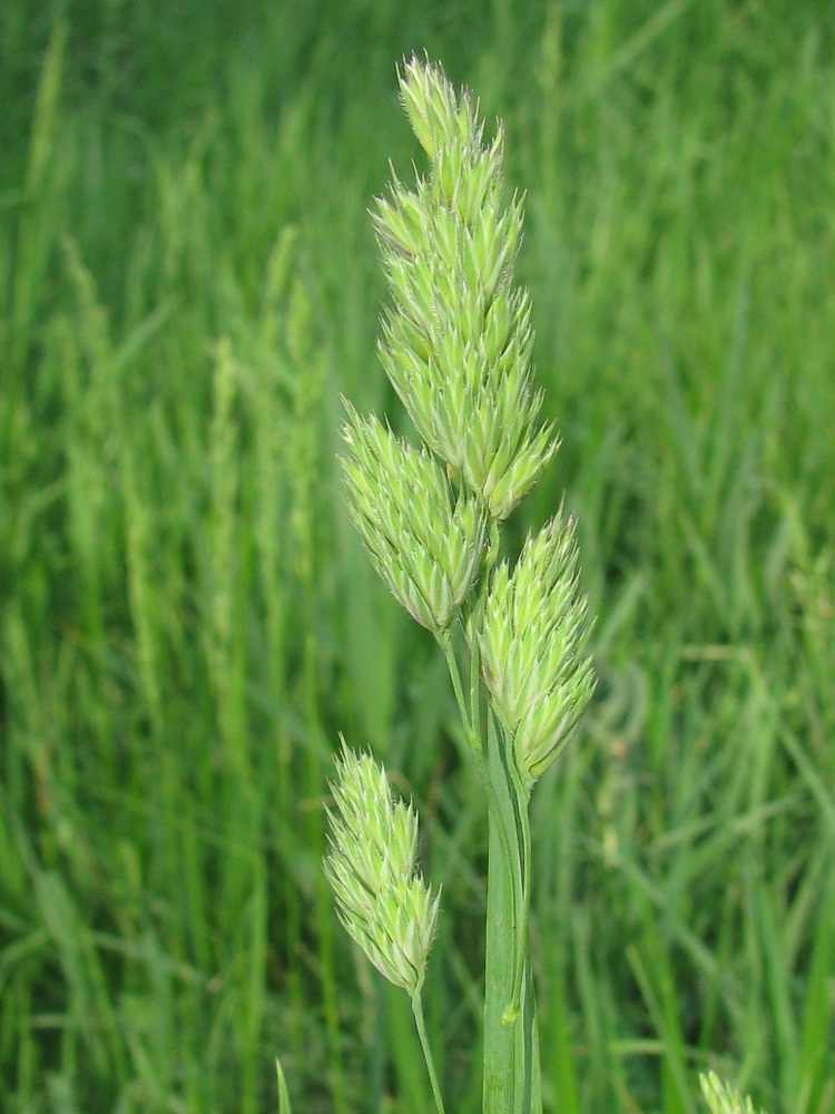 Image of Dactylis glomerata specimen.