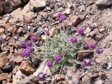 Oxytropis microsphaera