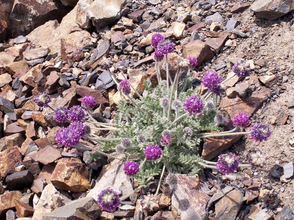 Image of Oxytropis microsphaera specimen.