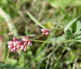 Persicaria maculosa