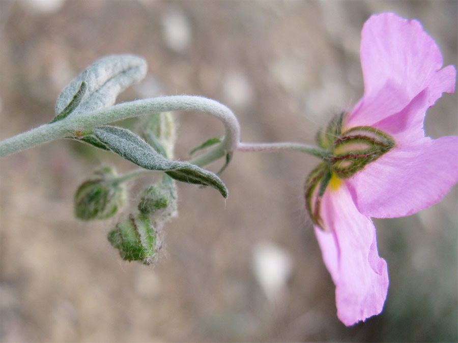 Изображение особи Helianthemum vesicarium.