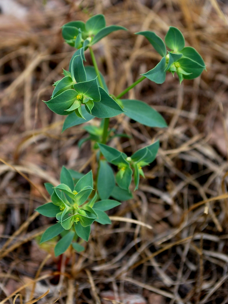 Image of Euphorbia falcata specimen.