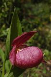 Cypripedium macranthos