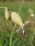 Image of taxon representative. Author is Сергей Одинец