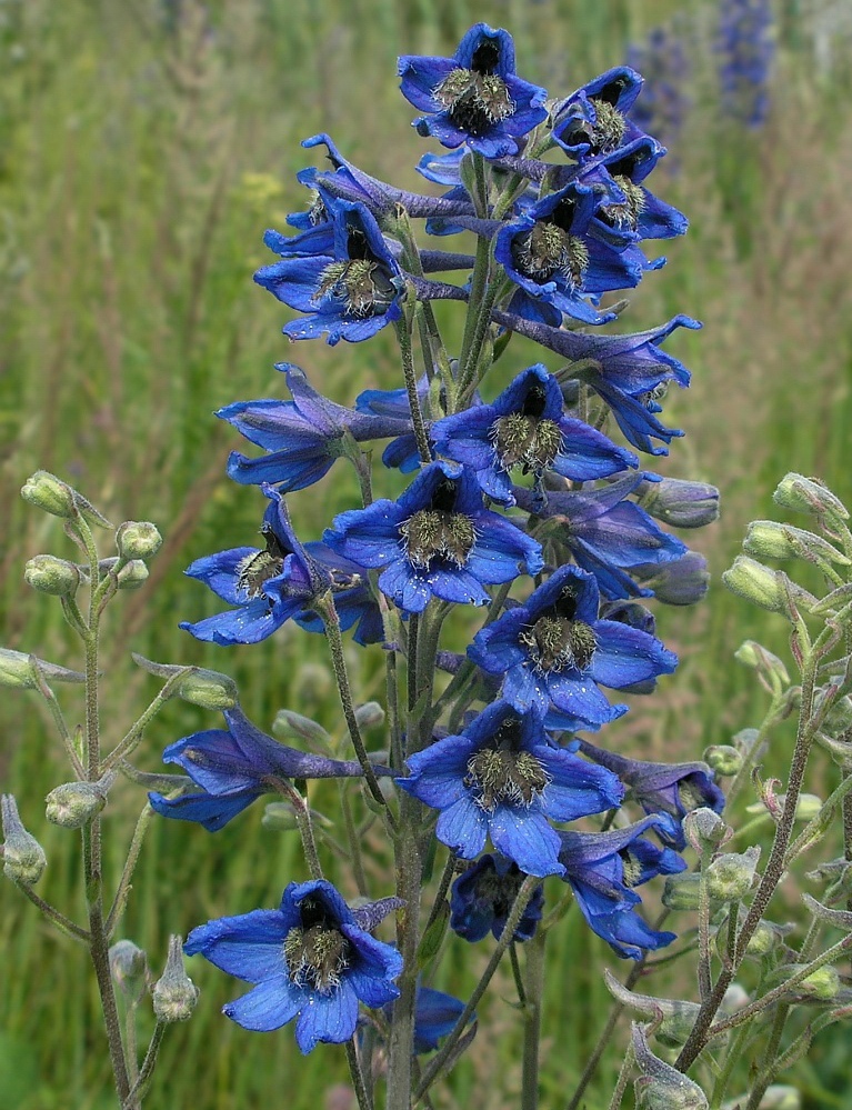 Image of Delphinium cuneatum specimen.