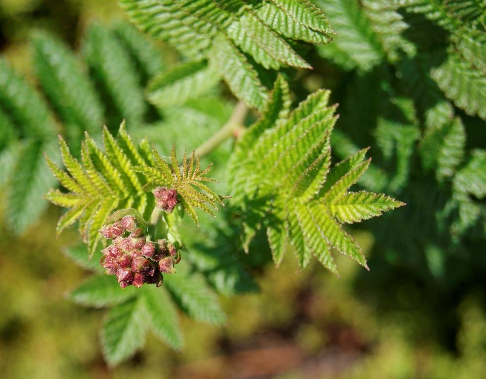 Image of Sorbaria grandiflora specimen.