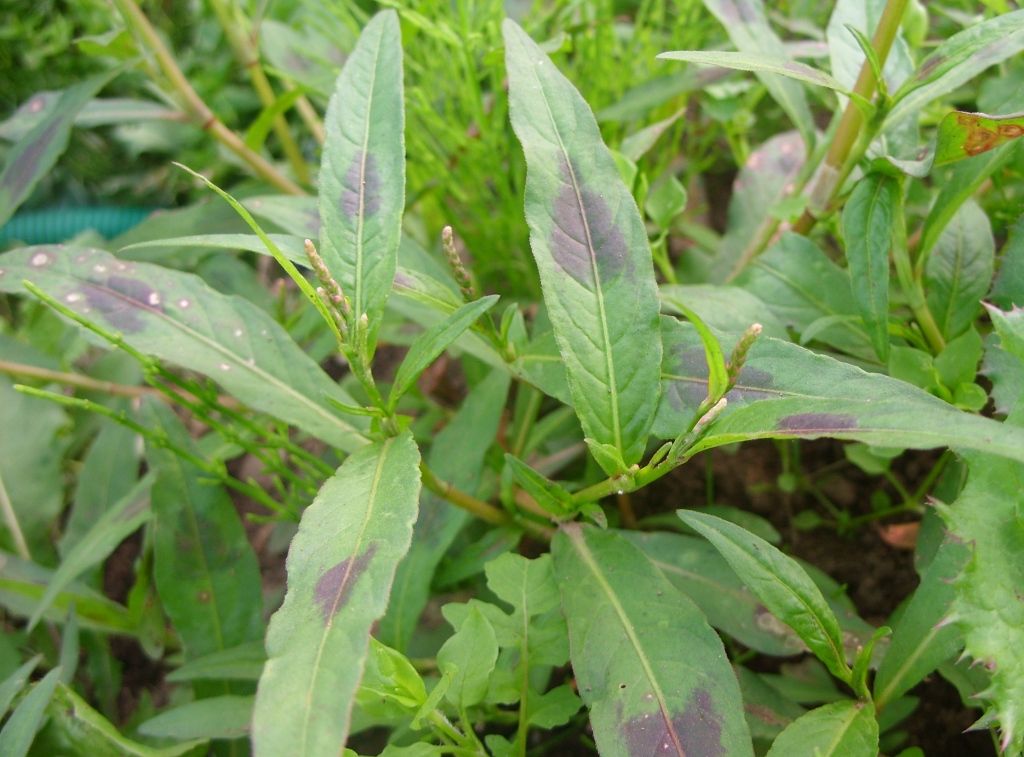 Image of Persicaria maculosa specimen.