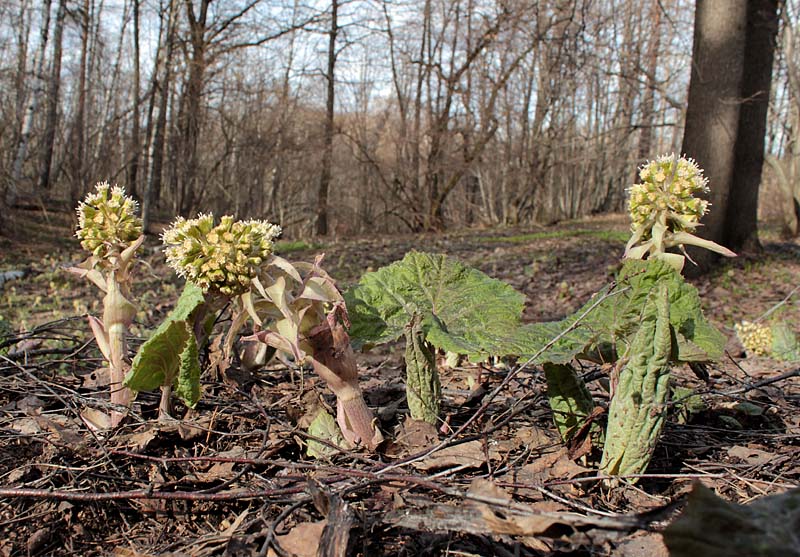 Image of Petasites albus specimen.