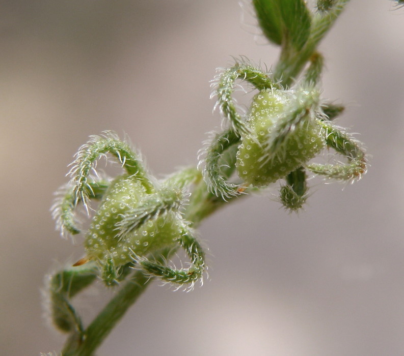 Image of Rochelia retorta specimen.