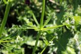 Galium aparine. Часть побега цветущего и плодоносящего растения. Узбекистан, г. Ташкент, археологический памятник Актепа Юнусабадский. 05.05.2013.