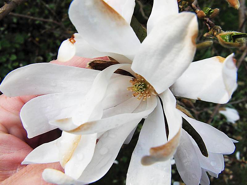 Image of Magnolia stellata specimen.