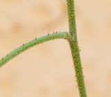 Matthiola longipetala ssp. livida