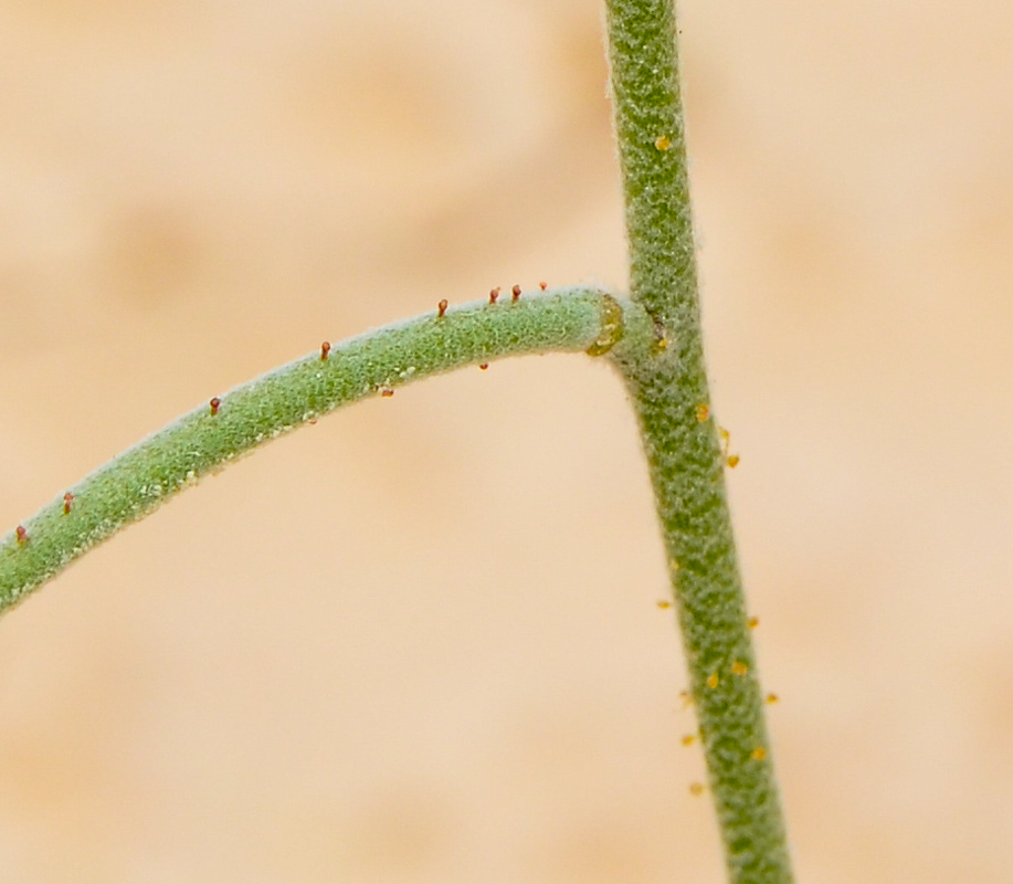 Image of Matthiola longipetala ssp. livida specimen.